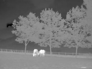 Thermal imaging photography of two horses in a Berkshire field